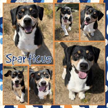 Sparticus -  Beagle and Mixed Breed Dog for Adoption in Fort Smith, Arkansas - Sparticus | PetCurious