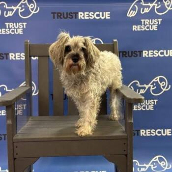 JJ -  Schnauzer and Mixed Breed Dog for Adoption in Waterford, New Jersey - JJ | PetCurious