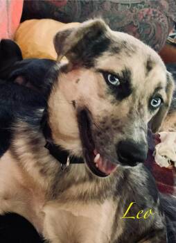 Leo -  Australian Shepherd Dog for Adoption in Elburn, Illinois - Leo | PetCurious