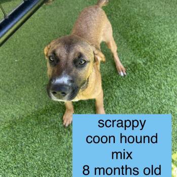 Scrappy -  Black And Tan Coonhound Dog for Adoption in Tampa, Florida - Scrappy | PetCurious