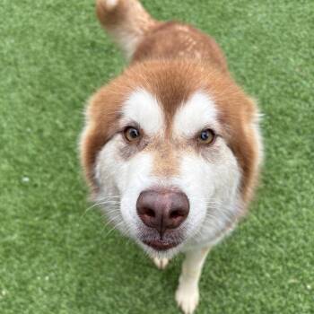 Shenzi/ Shirley/Patsy -  Mixed Breed Dog for Adoption in Batavia, Ohio - Shenzi/ Shirley/Patsy | PetCurious