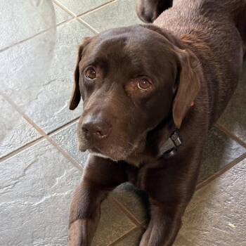 Sammy -  Chocolate Labrador Retriever and Labrador Retriever Dog for Adoption in Fayetteville, Georgia - Sammy | PetCurious