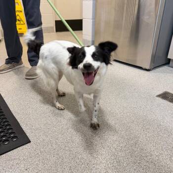 Lola -  Mixed Breed Dog for Adoption in Englewood, Florida - Lola | PetCurious