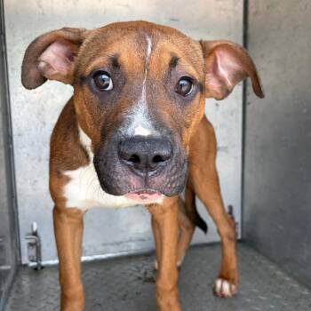 Kingston -  Mixed Breed Dog Available for Adoption in Chattanooga, Tennessee - Kingston | PetCurious