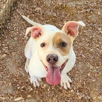 Selena -  Mixed Breed Dog for Adoption in Chattanooga, Tennessee - Selena | PetCurious