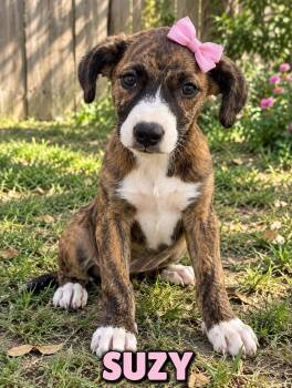 Suzy -  Hound Dog for Adoption in Lucas, Texas - Suzy | PetCurious