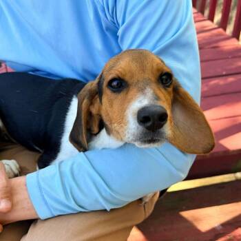 Beagle Dogs Available for Adoption in Glocester, Rhode Island - Wiggles | PetCurious