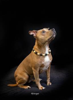 Ginger -  Mixed Breed and Chihuahua Dog for Adoption in Hot Springs Village, Arkansas - Ginger | PetCurious