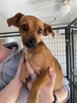 Rescue Chihuahua Dogs for Adoption in Bolivar, Missouri - Ricky | PetCurious