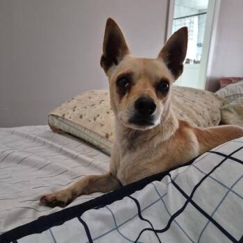 Gordon -  Chihuahua Dog for Adoption in St. Augustine, Florida - Gordon | PetCurious