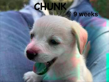 Chiweenie and Miniature Schnauzer Dogs Available for Adoption in Bastrop, Texas - Chunk | PetCurious