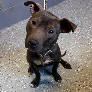 TUSC-Stray-85136 -  Pit Bull Terrier and Mixed Breed Dog for Adoption in Tuscaloosa, Alabama - TUSC-Stray-85136 | PetCurious
