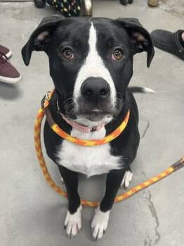 Rescue Mixed Breed Dogs for Adoption in Morristown, New Jersey - Boogie Knights AKA BK | PetCurious