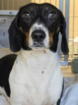 Dachshund Dogs Available for Adoption in Lindenhurst, New York - 26-171 Beaumont | PetCurious