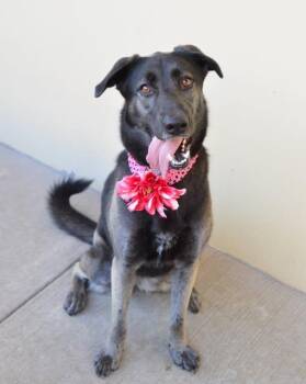 Athena -  Mixed Breed Dog for Adoption in Mckinney, Texas - Athena | PetCurious