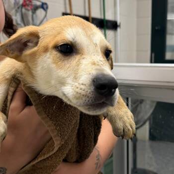 Selby -  Mixed Breed Dog for Adoption in Walker, Michigan - Selby | PetCurious