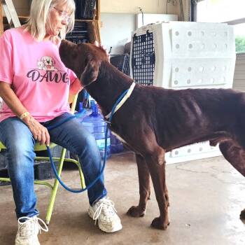 Eeyore -  Mixed Breed Dog for Adoption in Denison, Texas - Eeyore | PetCurious