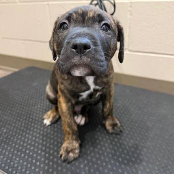 Cameron -  Pit Bull Terrier Dog for Adoption in Muncie, Indiana - Cameron | PetCurious