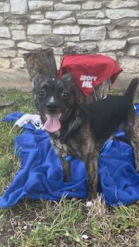 Radar -  Chihuahua Dog for Adoption in New Bedford, Massachusetts - Radar | PetCurious