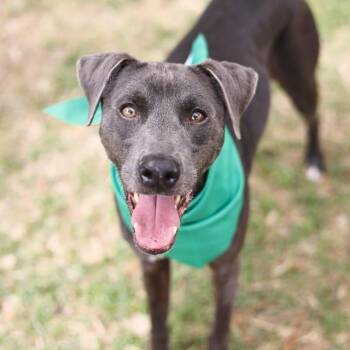 Weimaraner and Mixed Breed Dogs Available for Adoption in Hagerstown, Maryland - Jerry | PetCurious