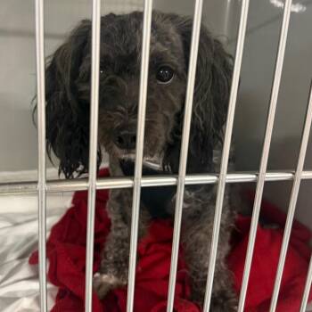 Jojo -  Shih Tzu and Havanese Dog for Adoption in Charlottesville, Virginia - Jojo | PetCurious