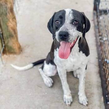 Meredith Grey -  Mixed Breed Dog for Adoption in Groveland, Massachusetts - Meredith Grey | PetCurious