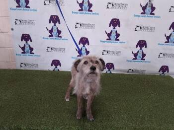 Border Terrier Dogs Available for Adoption - BRAUNWIN | PetCurious