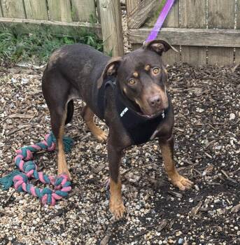 Daisy -  Mixed Breed Dog for Adoption in Ellicott City, Maryland - Daisy | PetCurious