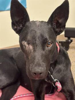 Labrador Retriever and Border Collie Dogs Available for Adoption in Sacramento, California - NANA | PetCurious