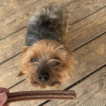 Chiclet *Arriving 9/12* D12329 -  Yorkshire Terrier and Chihuahua Dog for Adoption - Chiclet *Arriving 9/12* D12329 | PetCurious