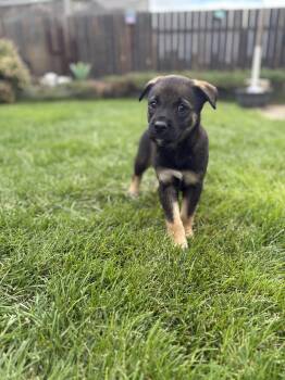 Toad -  Mixed Breed Dog for Adoption in Saskatoon, Saskatchewan - Toad | PetCurious