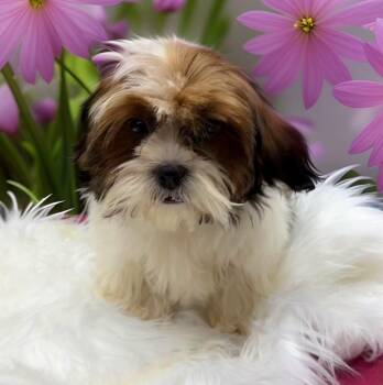 Shih Tzu Dogs Available for Adoption - Don | PetCurious