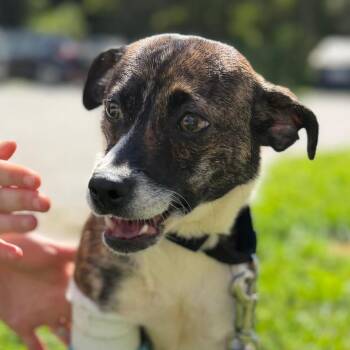 Bitty -  Jack Russell Terrier and Mixed Breed Dog for Adoption in Pittsford, Vermont - Bitty | PetCurious