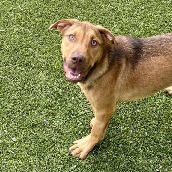 FOREST 1221 -  Terrier and Mixed Breed Dog for Adoption in Loxahatchee Groves, Florida - FOREST 1221 | PetCurious