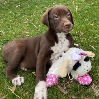 German Shorthaired Pointer and Dalmatian Dogs Available for Adoption - Beau | PetCurious