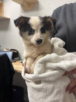 Aerosmith -  Australian Shepherd Dog for Adoption in Sorrento, Louisiana - Aerosmith | PetCurious