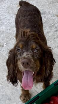 Lady purebred cocker spaniel puppy -  Cocker Spaniel Dog for Adoption in Boca Raton, Florida - Lady Purebred Cocker Spaniel Puppy | PetCurious