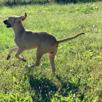 Bramble -  Great Dane and Coonhound Dog for Adoption in Richmond, Missouri - Bramble | PetCurious