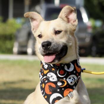 Kirby -  Mixed Breed Dog for Adoption in Columbia, South Carolina - Kirby | PetCurious