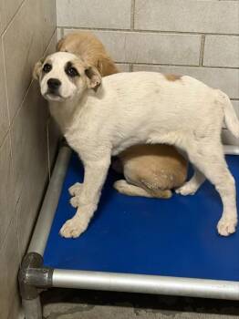 Anatolian Shepherd and Mixed Breed Dogs Available for Adoption in Stockton, California - SINA | PetCurious