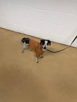 Poodle Dogs Available for Adoption in Minneapolis, Minnesota - PRATTLE | PetCurious