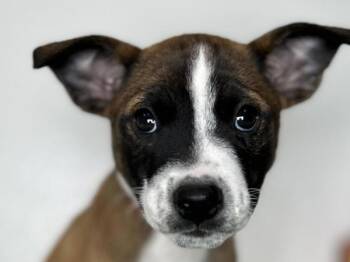 Loretta -  Australian Cattle Dog Blue Heeler and Boston Terrier Dog for Adoption in Portland, Oregon - Loretta | PetCurious