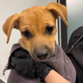Pippin -  Labrador Retriever and Mixed Breed Dog for Adoption in Abilene, Texas - Pippin | PetCurious