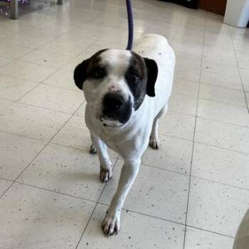 Mixed Breed Dogs Available for Adoption in Davenport, Iowa - Flummery | PetCurious