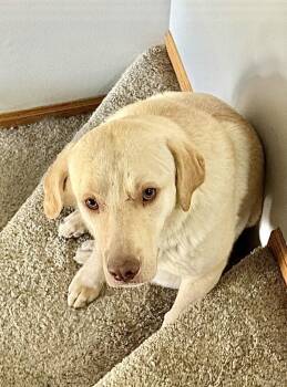 Labrador Retriever Dogs Available for Adoption in Omaha, Nebraska - Drake | PetCurious