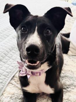 Tiffany -  Mixed Breed and Black Labrador Retriever Dog for Adoption in Livingston, Texas - Tiffany | PetCurious