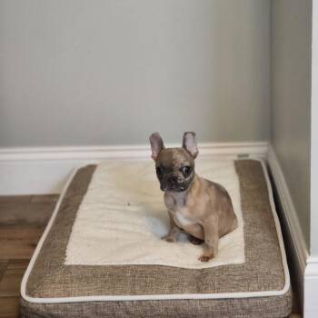 French Bulldog Dogs Available for Adoption in Jackson, Missouri - Scuffle | PetCurious
