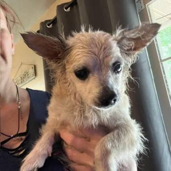 SLIM, female chihuahua, spayed 13 yrs old, 10 bs -  Chihuahua Dog Available for Adoption in Shawnee, Oklahoma - SLIM, Female Chihuahua, Spayed 13 Yrs Old, 10 Bs | PetCurious