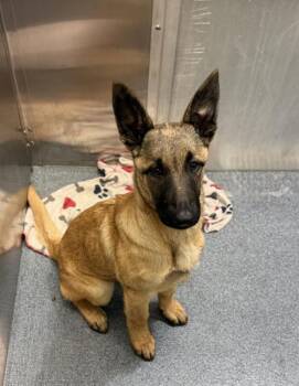 Mixed Breed Dogs Available for Adoption - LEXINGTON | PetCurious