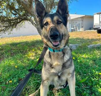 SCARLETT -  German Shepherd Dog Dog for Adoption in Mckinleyville, California - SCARLETT | PetCurious